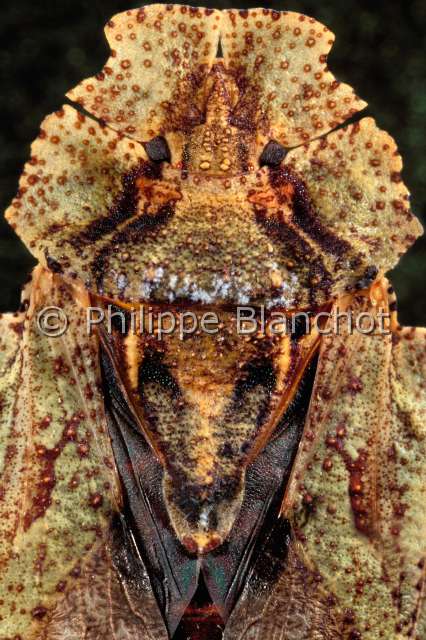 Phloea corticata 2.JPG - Phloea cortica (Portrait face dorsale)HemipteraPhloeidaeBresil